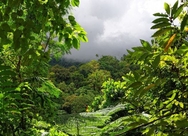 Costa Rica au coeur de la jungle, des volcans et du Pacifique