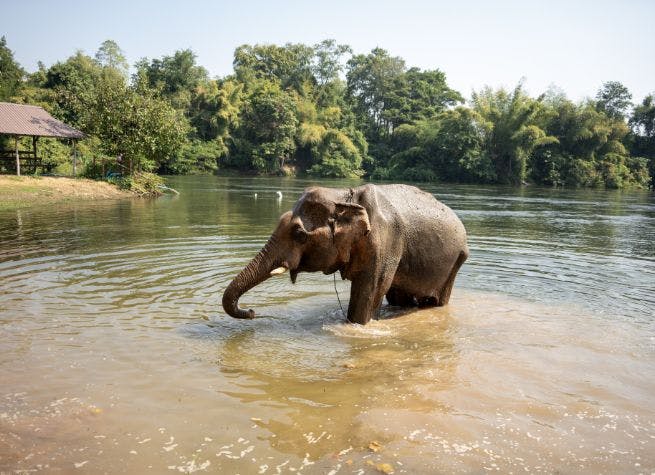 Culture thaïlandaise, éléphants et plage tropicale