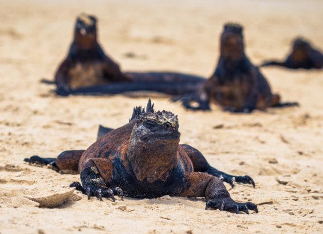 Équateur, Andes et Îles Galapagos