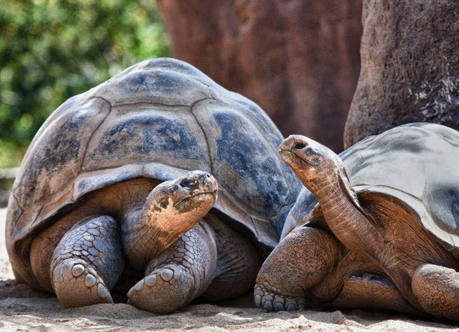 Équateur, Andes et Îles Galapagos