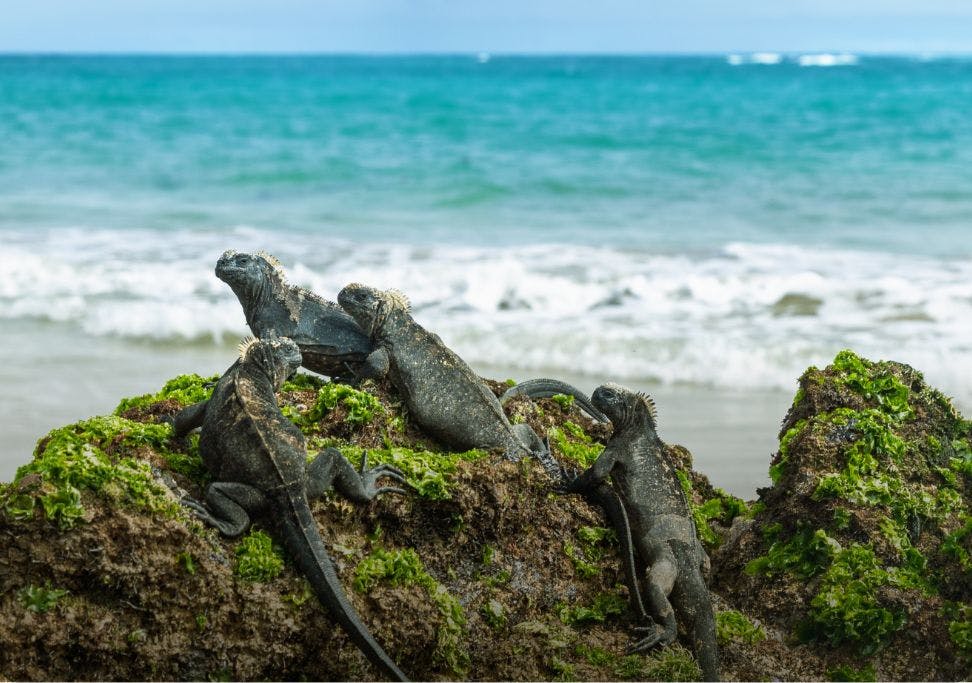 Équateur, Andes et Îles Galapagos