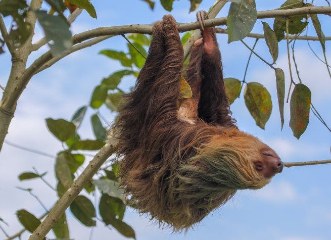 Expérience communautaire à Coopecuna et découvertes caribéennes au Costa Rica