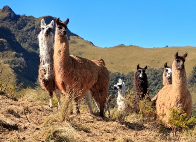 Expérience communautaire en famille dans les Andes