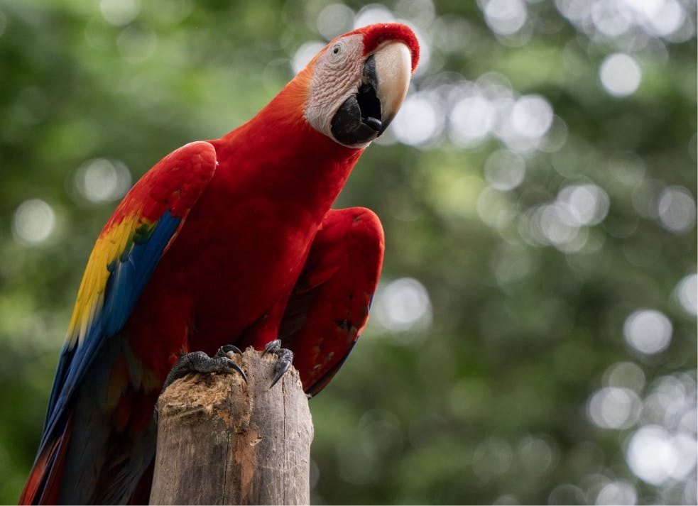 Expérience Costa Rica : mer des Caraïbes, jungle tropicale et océan Pacifique