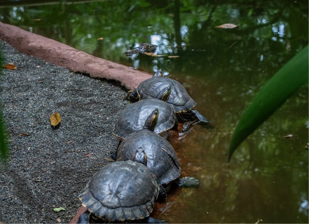 Expérience Costa Rica : mer des Caraïbes, jungle tropicale et océan Pacifique