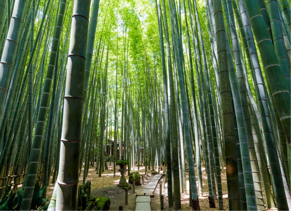 Les multiples visages de Tokyo : tradition, pop et innovation