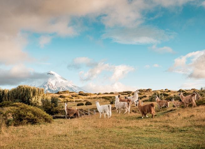 Séjour communautaire Iluman, Andes et Forêt Nuageuse