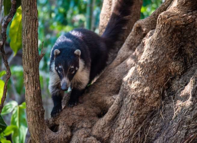Voyage au Guatemala et au Salvador : Volcans, jungles et temples mayas